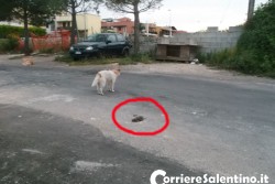 Trenta famiglie chiedono l’intervento del Comune: “Viviamo in mezzo a ratti e randagi: degrado insostenibile” - Corriere Salentino