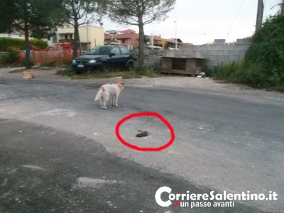 Ratto (Evidenziato in rosso nella foto)