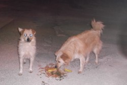 Trenta famiglie chiedono l’intervento del Comune: “Viviamo in mezzo a ratti e randagi: degrado insostenibile” - Corriere Salentino