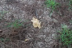 Trenta famiglie chiedono l’intervento del Comune: “Viviamo in mezzo a ratti e randagi: degrado insostenibile” - Corriere Salentino