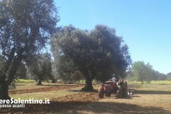 Oggi è il giorno dell' “orgoglio salentino”: parte la mobilitazione contro la Xylella - Corriere Salentino