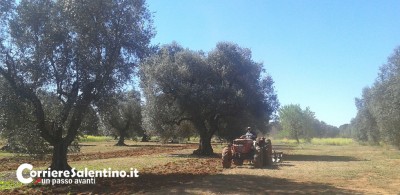 ugento-xylella-slide (1)