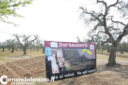 Xylella:protesta ambientalisti,sospeso l'abbattimento a Veglie - Corriere Salentino