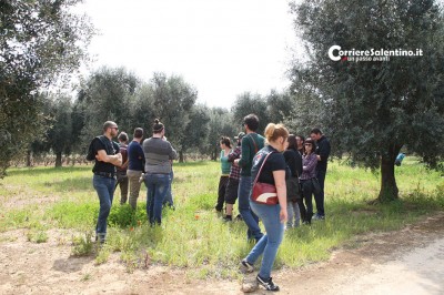 ulivi-xylella-proteste-(2)