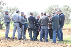 Xylella:protesta ambientalisti,sospeso l'abbattimento a Veglie - Corriere Salentino