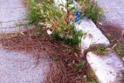 Dantes: "Via Cagliari, ennesima segnalazione. Qualcuno esca dal letargo" - Corriere Salentino