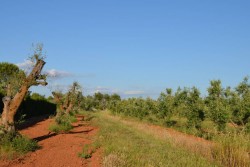 Il Leccino resiste alla xylella, il comitato “Voce dell’ulivo” chiede la deroga al divieto di reimpianto - Corriere Salentino