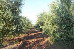 Il Leccino resiste alla xylella, il comitato “Voce dell’ulivo” chiede la deroga al divieto di reimpianto - Corriere Salentino
