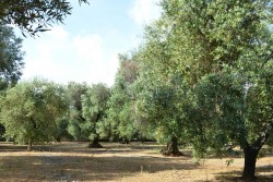 Il Leccino resiste alla xylella, il comitato “Voce dell’ulivo” chiede la deroga al divieto di reimpianto - Corriere Salentino
