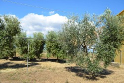 Il Leccino resiste alla xylella, il comitato “Voce dell’ulivo” chiede la deroga al divieto di reimpianto - Corriere Salentino