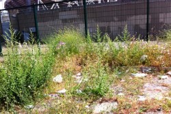Piazzale Attilio Adamo, Dantes: “l’incuria ed il degrado fanno da cornice ad un quadro desolante - Corriere Salentino