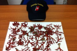 Porto Cesareo: sequestrato mezzo chilo di Corallo rosso, multati due sub - Corriere Salentino