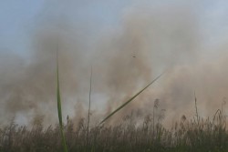 Fiamme nel canneto, vasto incendio nel parco di Rauccio - Corriere Salentino