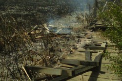 Incendio doloso al Parco di Rauccio. Guido: "Danni per decine di migliaia di euro" - Corriere Salentino