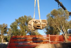 Il professor Francesco D’Andria racconta il Parco Archeologico: "Sogno un giorno Rudiae teatro per i concerti dell’orchestra Ico Tito Schipa" - Corriere Salentino