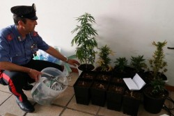 Serra di marijuana nel bagno di casa, in manette 22enne - Corriere Salentino