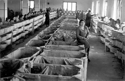 Interno-di-una-fabbrica-di-tabacchi