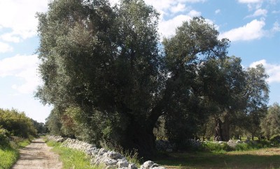 UlivoRegina1