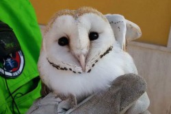 Barbagianni sul marciapiede, lo salvano i residenti - Corriere Salentino