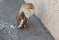 Barbagianni sul marciapiede, lo salvano i residenti - Corriere Salentino