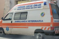 Barbagianni sul marciapiede, lo salvano i residenti - Corriere Salentino