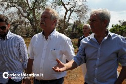 Xylella, il parlamentare europeo Bovè per salvare il “Gigante di Alliste” - Corriere Salentino