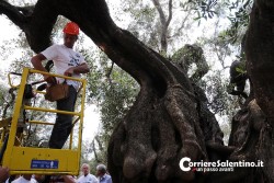 Xylella, il parlamentare europeo Bovè per salvare il “Gigante di Alliste” - Corriere Salentino