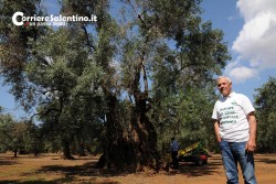 Xylella, il parlamentare europeo Bovè per salvare il “Gigante di Alliste” - Corriere Salentino