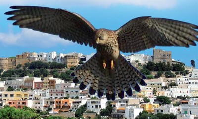 rapace