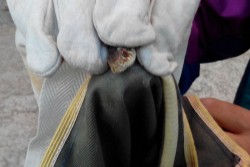 Serpente in casa, panico a Casalabate - Corriere Salentino