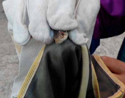 serpente-casalabate-(1)