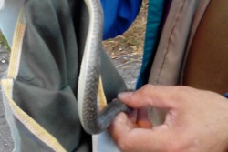 Serpente in casa, panico a Casalabate - Corriere Salentino