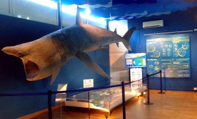 Museo-Biologia-Marina-2