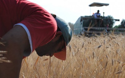 mietitura-grano-castiglione