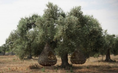 nziddha1
