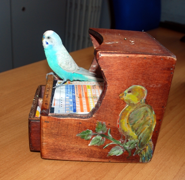 Pappagallino senza acqua né cibo e con le ali tagliate: era usato per intrattenere i turisti. Due denunce