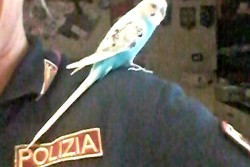 Pappagallino senza acqua né cibo e con le ali tagliate: era usato per intrattenere i turisti. Due denunce - Corriere Salentino