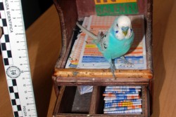 Pappagallino senza acqua né cibo e con le ali tagliate: era usato per intrattenere i turisti. Due denunce - Corriere Salentino