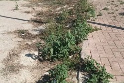 Piazzetta Madonna di Medjugorje, Dantes: "Inaugurata di recente, un pessimo biglietto da visita per la città" - Corriere Salentino