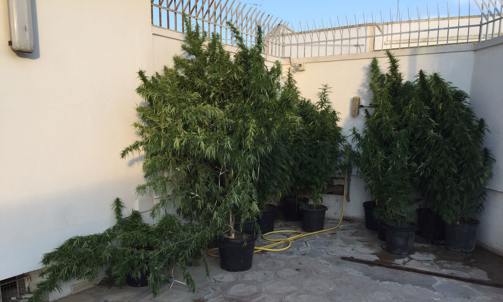 Pollice verde per la cannabis, nei guai un ventisettenne