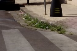 Il centro di Lecce invaso dalle erbacce, D'Agata: "Ecco la città a Ferragosto" - Corriere Salentino