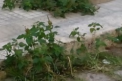 Il centro di Lecce invaso dalle erbacce, D'Agata: "Ecco la città a Ferragosto" - Corriere Salentino