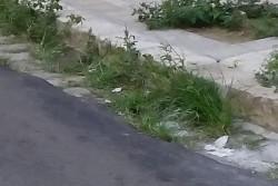 Il centro di Lecce invaso dalle erbacce, D'Agata: "Ecco la città a Ferragosto" - Corriere Salentino