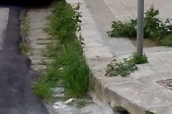 Il centro di Lecce invaso dalle erbacce, D'Agata: "Ecco la città a Ferragosto" - Corriere Salentino