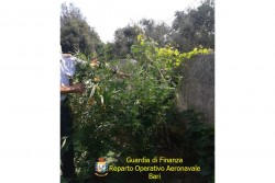 Pollice verde per la cannabis, nei guai un ventenne - Corriere Salentino