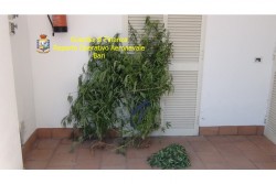 Pollice verde per la cannabis, nei guai un ventenne - Corriere Salentino