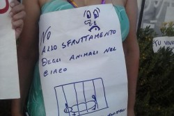 “No al circo!”, gli animalisti protestano davanti all'Orfei di Gallipoli - Corriere Salentino