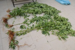 Sul retro dell'abitazione un "giardino stupefacente": nei guai una coppia di conviventi - Corriere Salentino