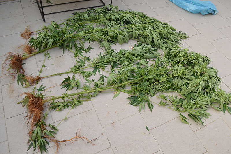 Sul retro dell’abitazione un “giardino stupefacente”: nei guai una coppia di conviventi