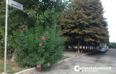 auto-piazzale-grosseto-(2)